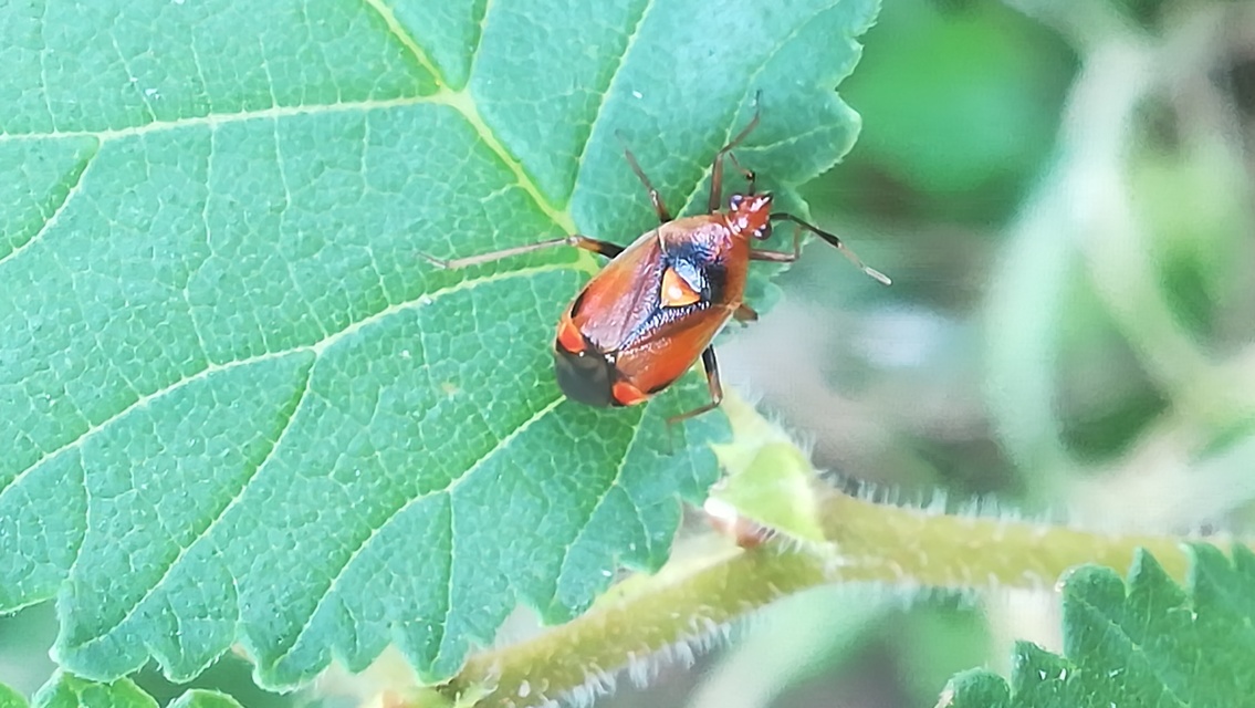 Deraeocoris ruber - vöröses mezeipoloska