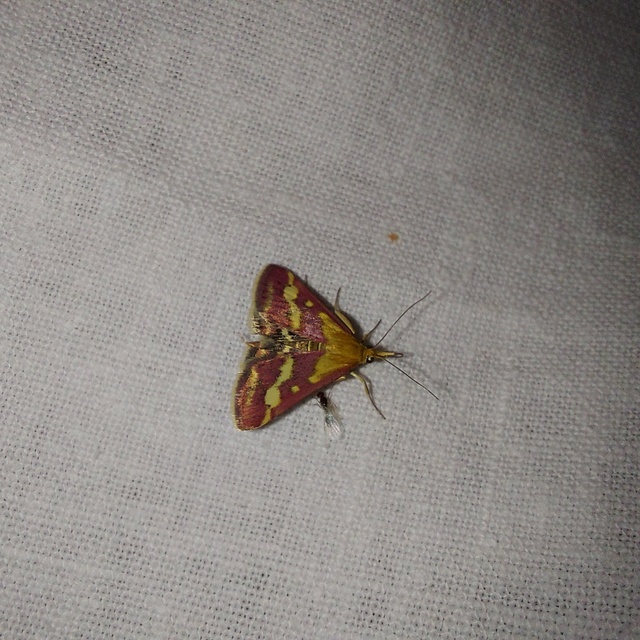 Pyrausta ostrinalis - ritka bíbormoly