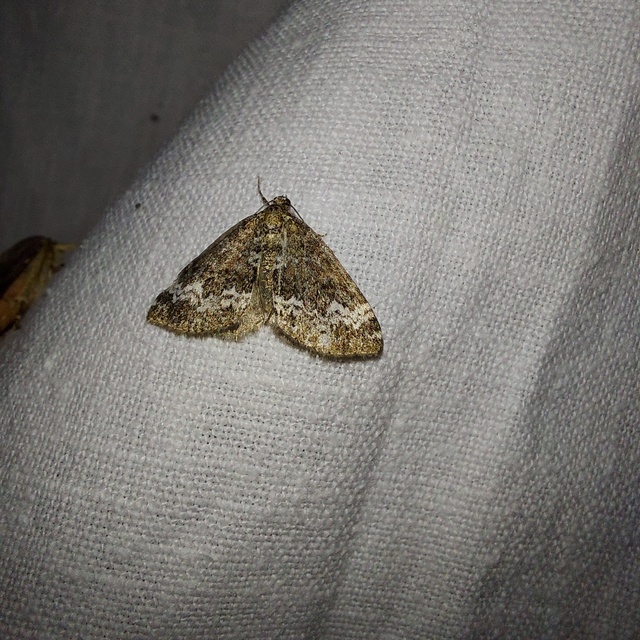 Perizoma alchemillata - árvacsalán-araszoló