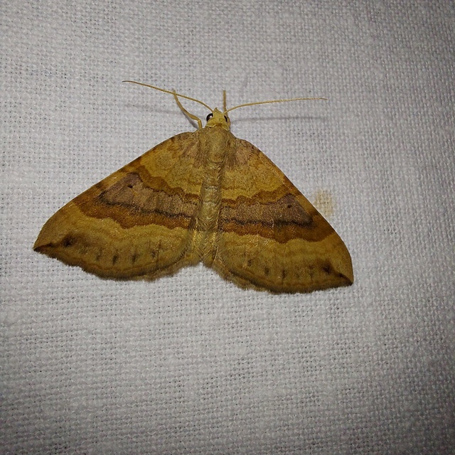 Scotopteryx chenopodiata - libatop-araszoló