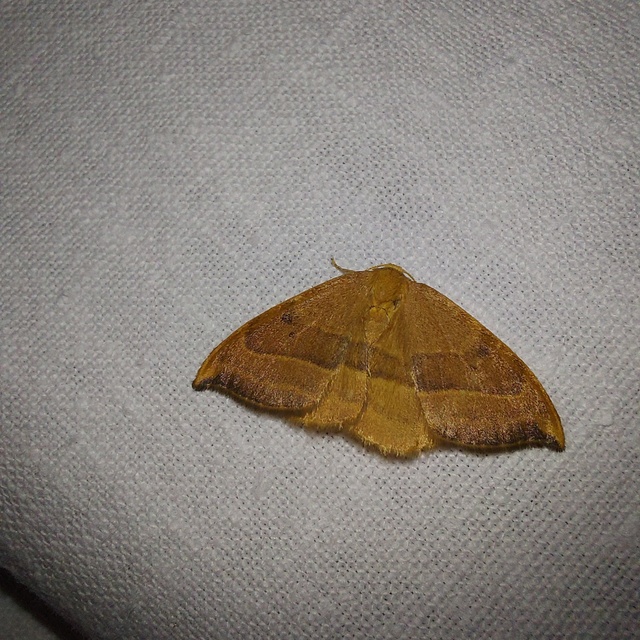 Watsonalla cultraria - bükkfa-sarlósszövő