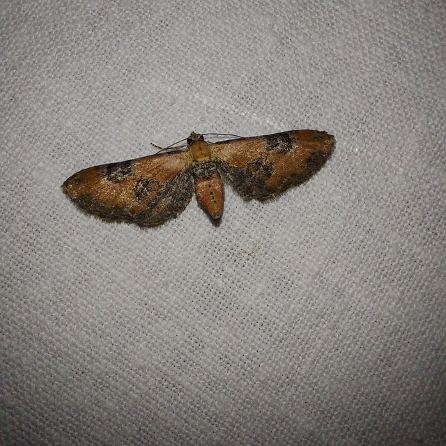 Eupithecia gueneata - téglavörös törpearaszoló Eupithecia gueneata - téglavörös törpearaszoló