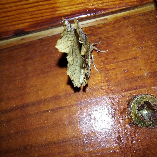 Selenia dentaria - kétfoltos holdasaraszoló