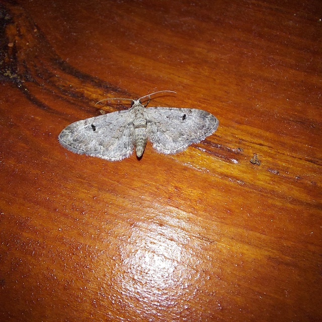 Eupithecia pimpinellata - földitömjén-törpearaszoló