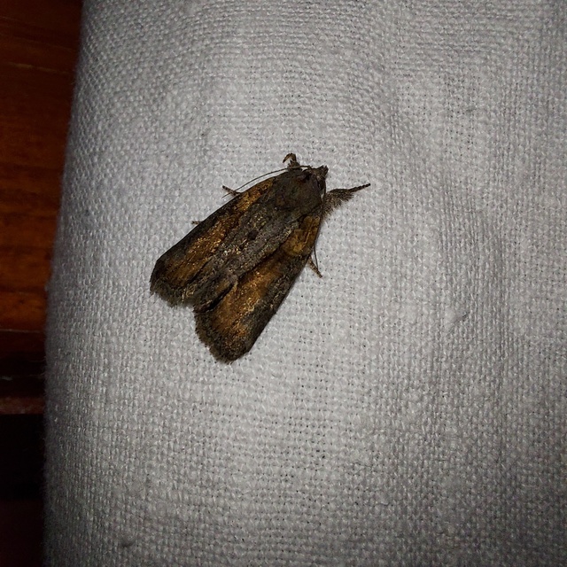 Bryophila raptricula/felina