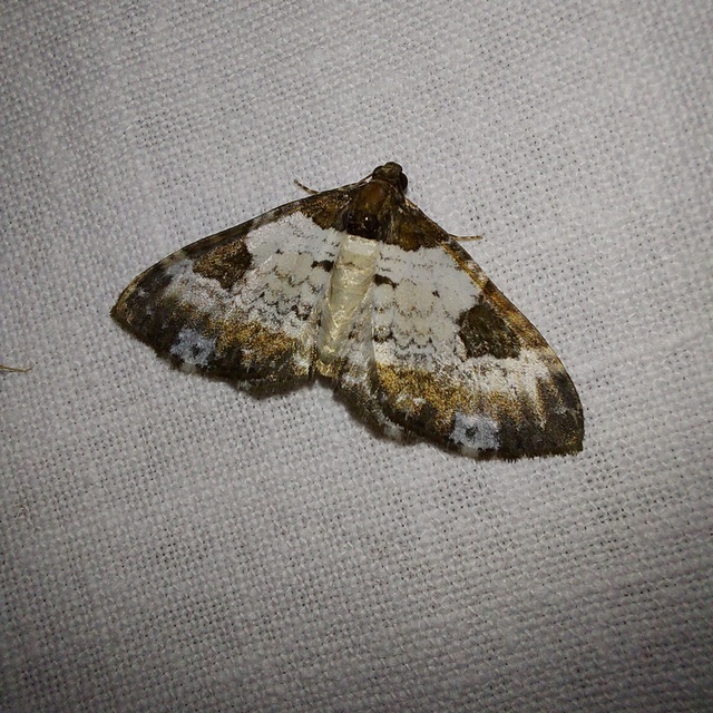 Melanthia procellata - hullámos tarkaaraszoló