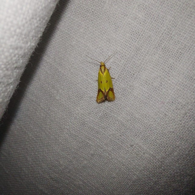 Agapeta zoegana - barnacsíkos sárgamoly
