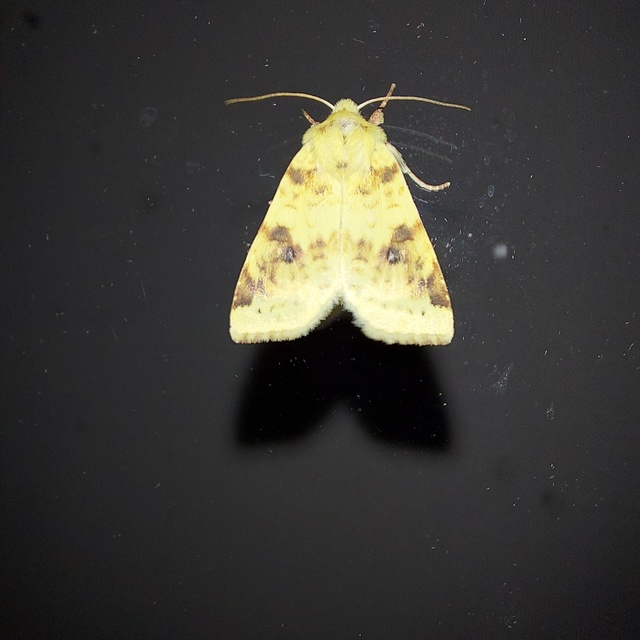 Cirrhia icteritia - nyárfa-sárgabagoly