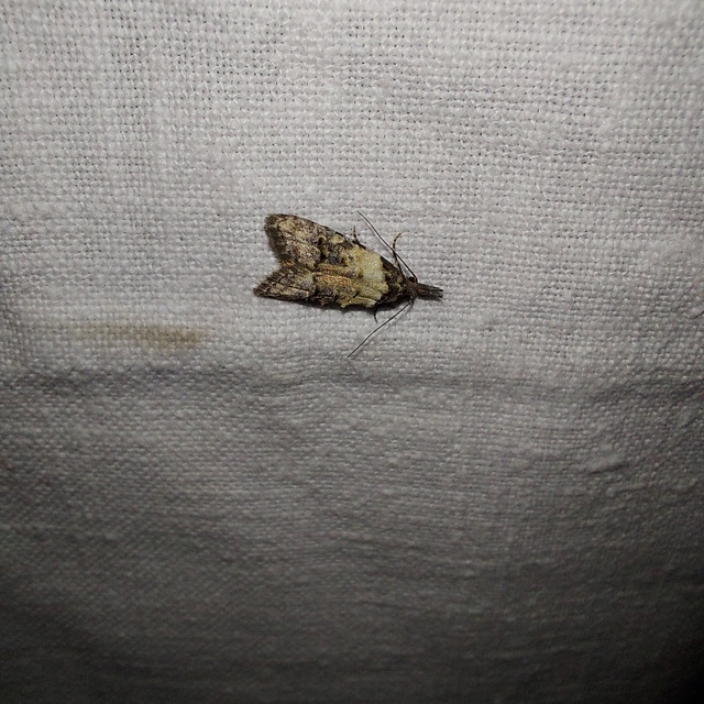 Carposina scirrhosella - közönséges csipkebogyómoly