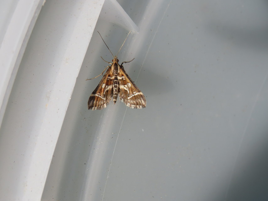 Diasemia reticularis - betűmintás tűzmoly
