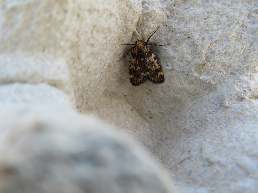 Aglossa signicostalis - hangyailonca