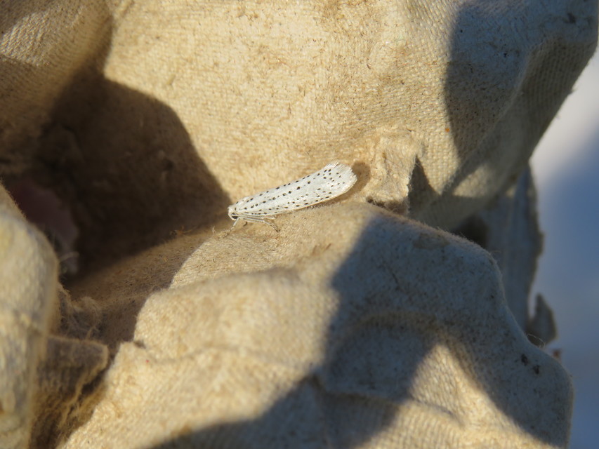 Yponomeuta evonymella - pókhálós májusfamoly