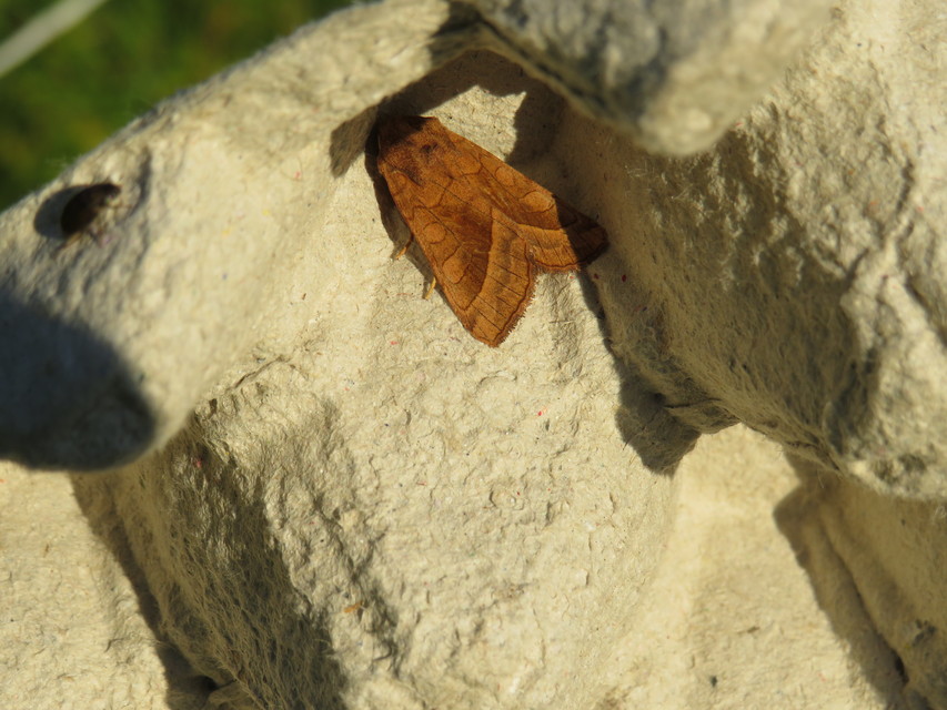 Hydraecia micacea - csillogó acsalapubagoly