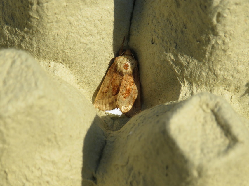 Hydraecia micacea - csillogó acsalapubagoly
