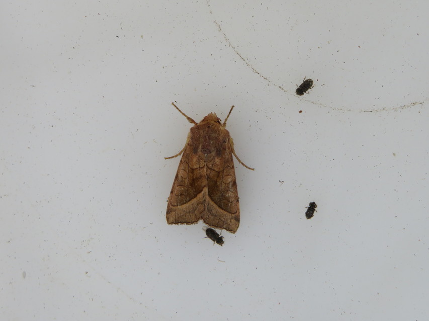 Hydraecia micacea - csillogó acsalapubagoly