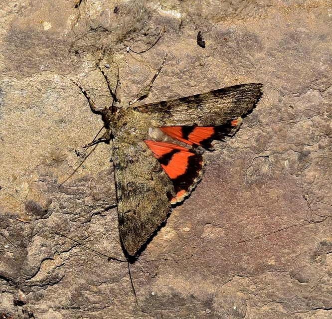 Catocala puerpera - nyárfa-övesbagoly