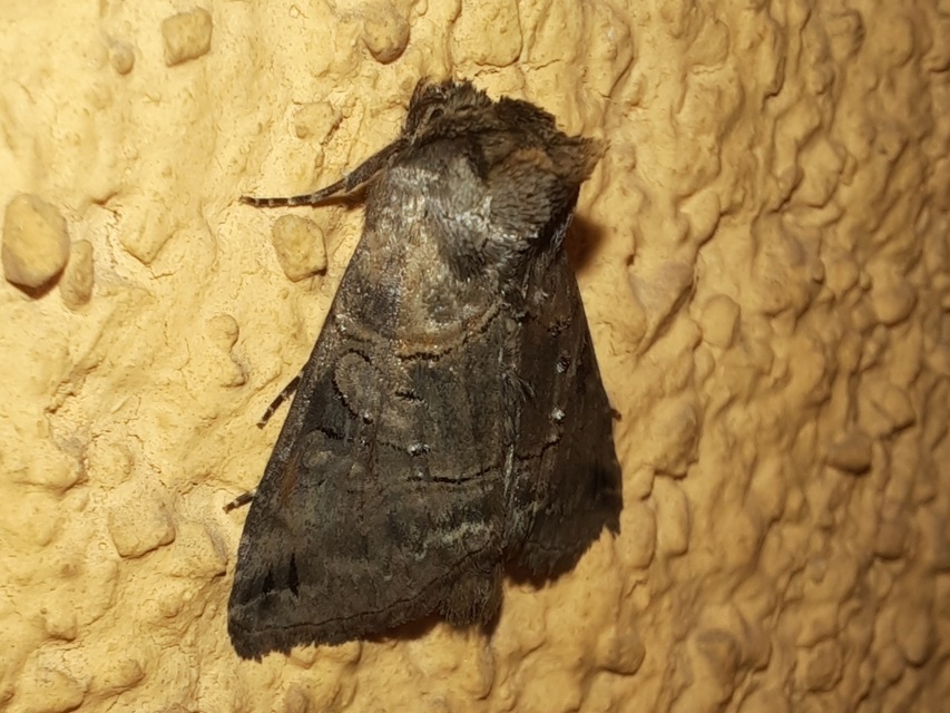 Abrostola tripartita - szürkeövű csalánbagoly