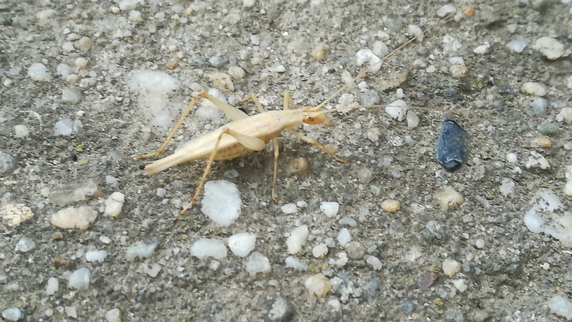 Oecanthus pellucens - pirregőtücsök