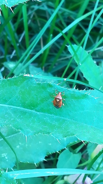 Deraeocoris ruber - vöröses mezeipoloska