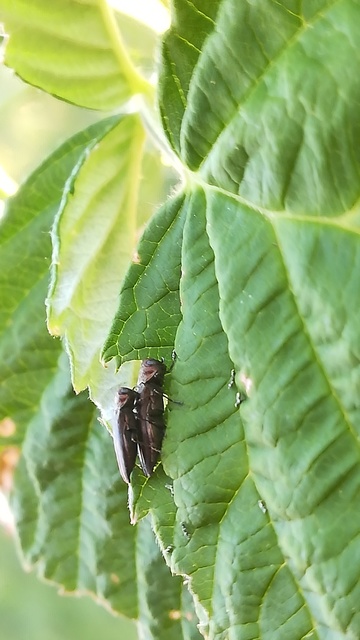 Agrilus cuprescens - földiszeder-karcsúdíszbogár