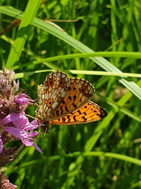 Boloria selene - fakó gyöngyházlepke