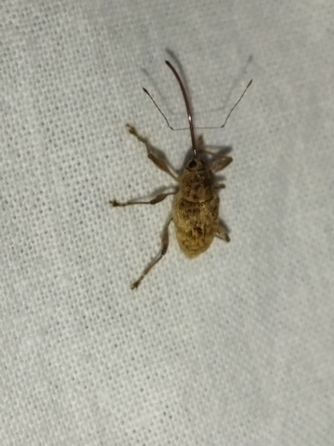 Curculio elephas - gesztenyezsuzsóka