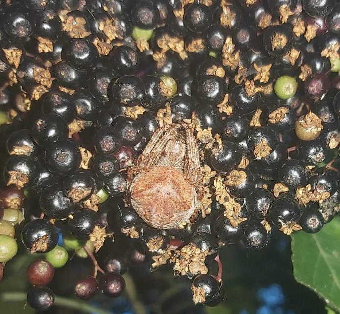 Araneus circe/angulatus
