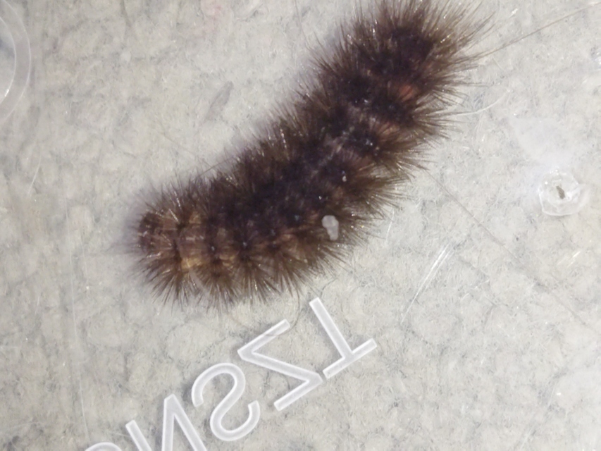 Diaphora luctuosa - gyászos medvelepke