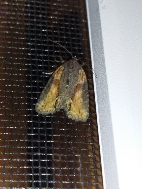 Bryophila raptricula/felina
