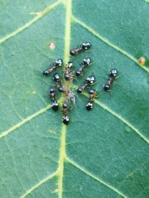 Dolichoderus quadripunctatus - négypettyes erdeihangya