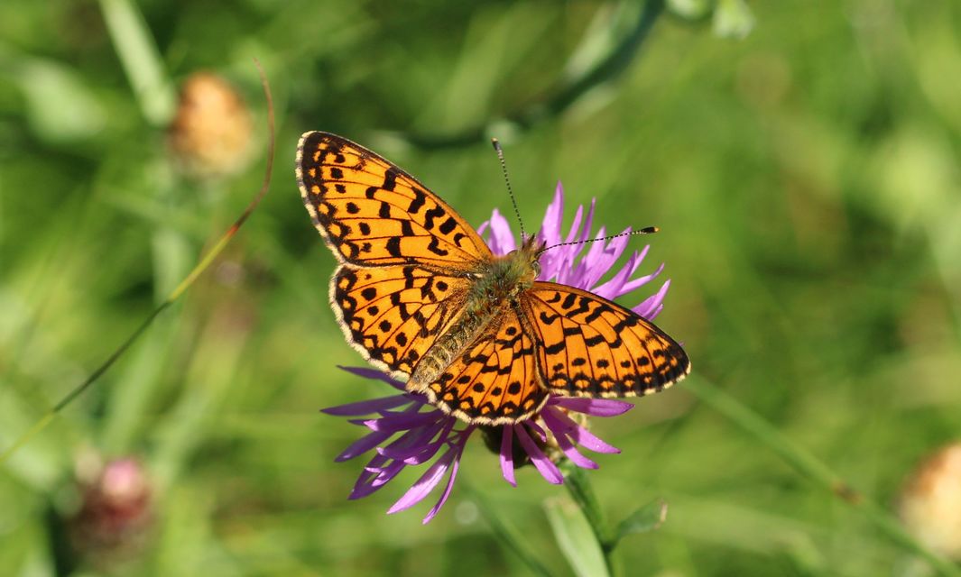 Boloria selene - fakó gyöngyházlepke