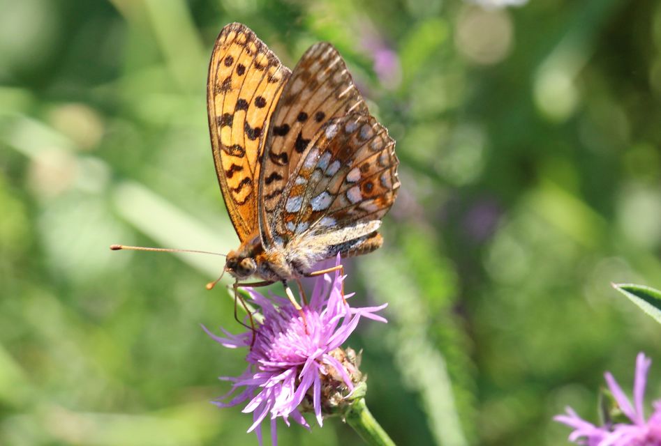 Argynnis adippe - ezüstös gyöngyházlepke