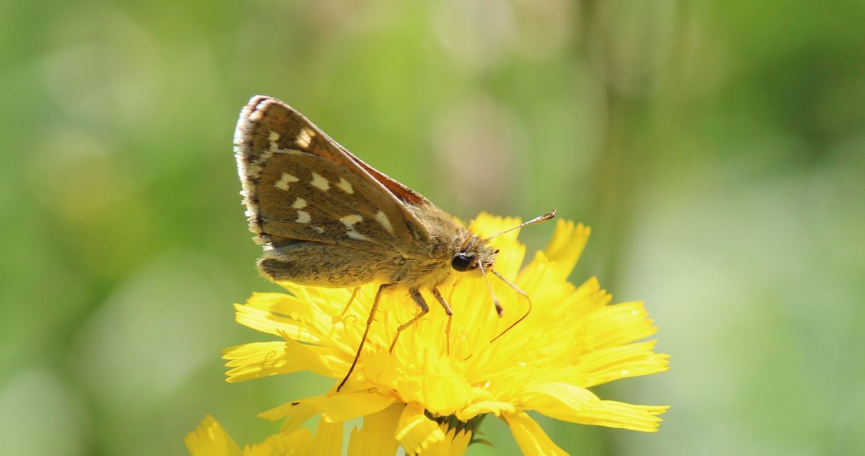 Hesperia comma - vesszős busalepke