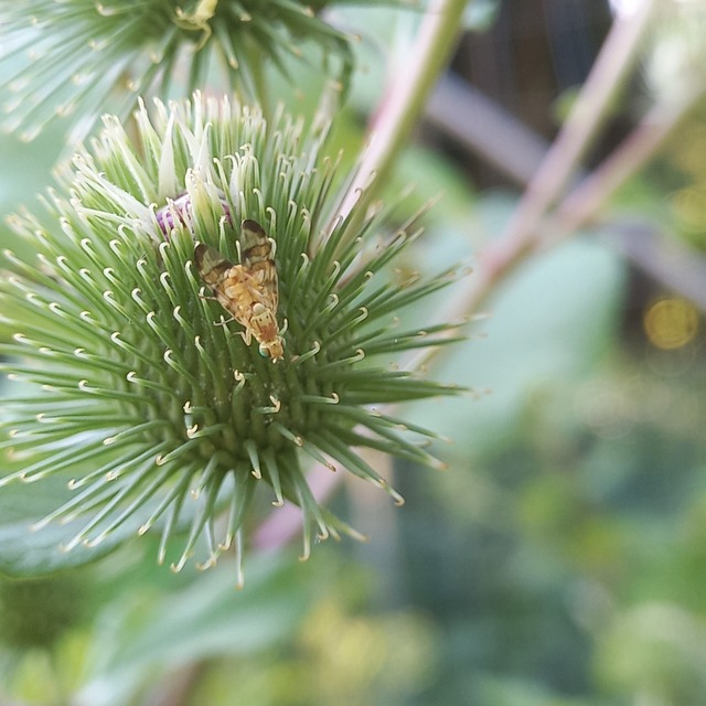 Terellia tussilaginis