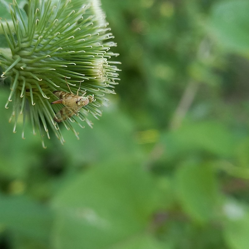 Terellia tussilaginis