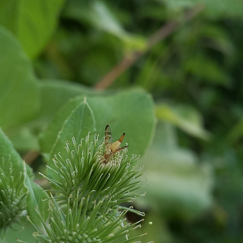 Terellia tussilaginis