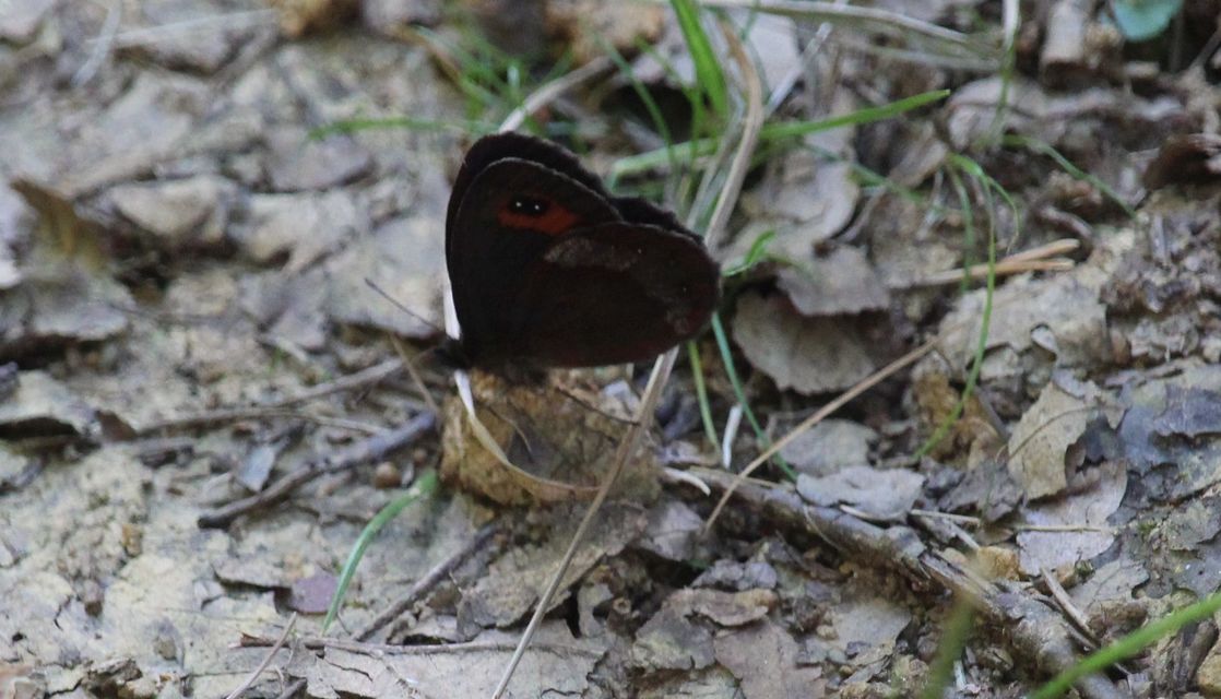 Erebia aethiops - közönséges szerecsenlepke