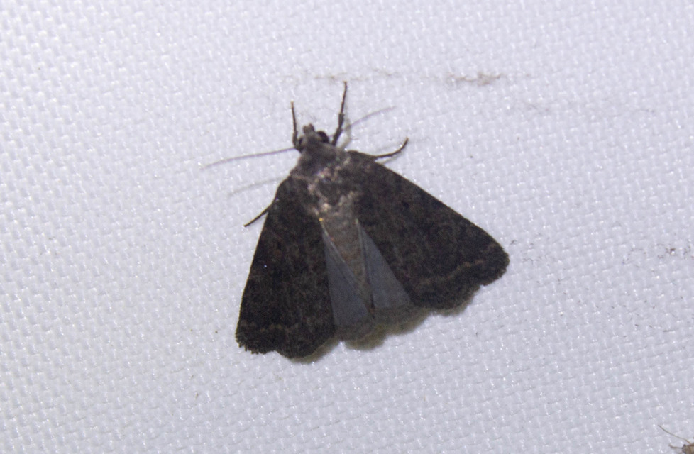Athetis gluteosa - nyugtalan lápibagoly