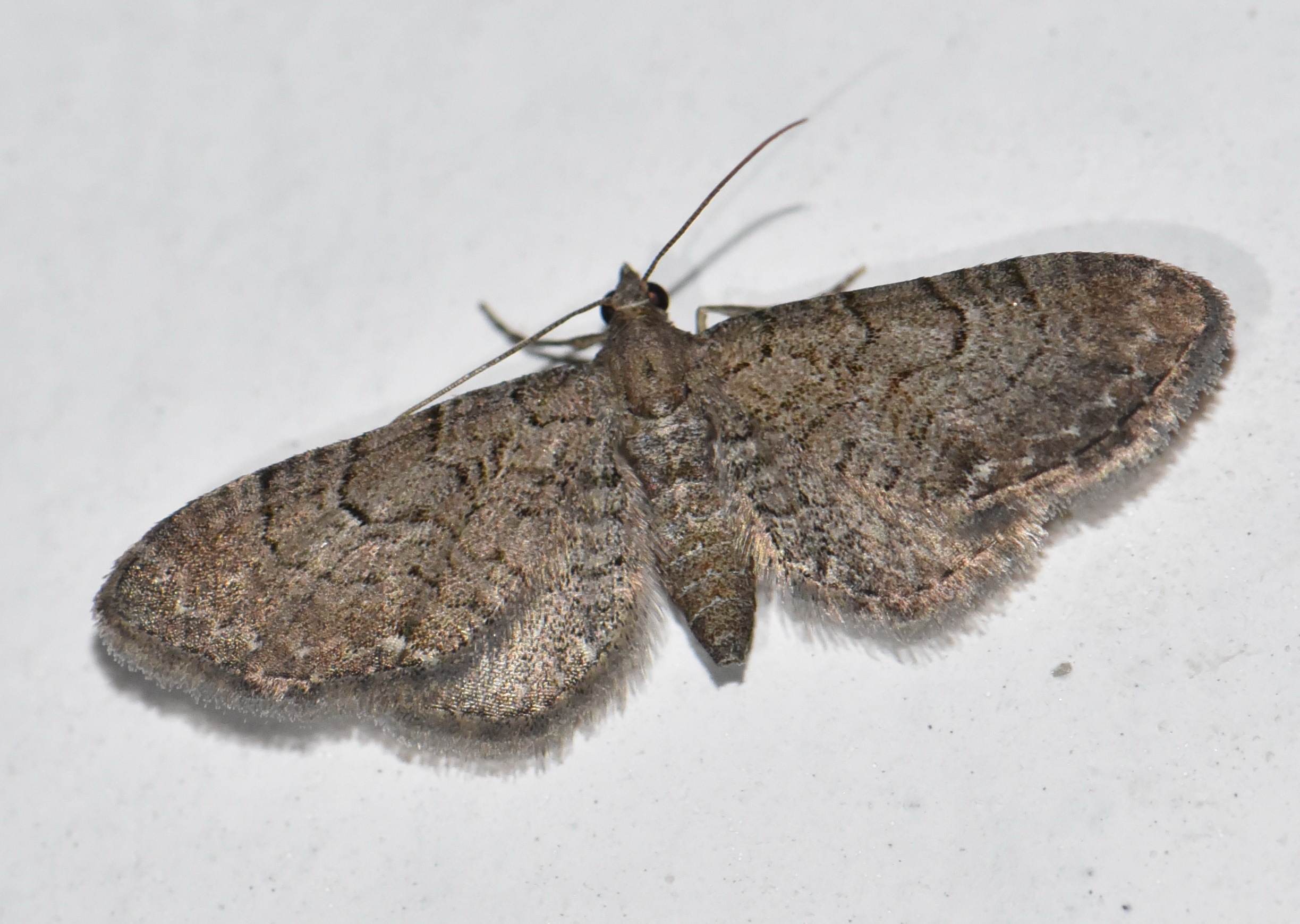 Eupithecia alliaria - budai törpearaszoló