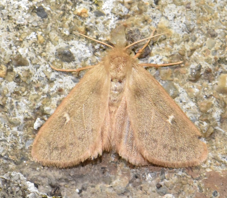 Ocneria rubea - rőt gyapjaslepke