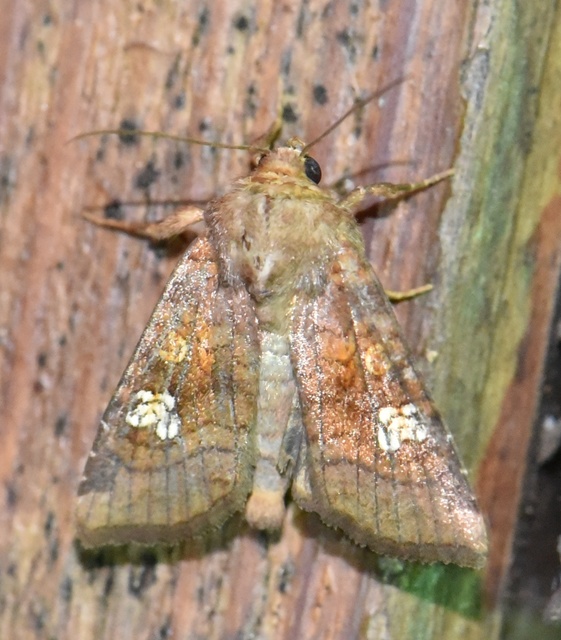 Amphipoea oculea - nagyfoltú lápibagoly