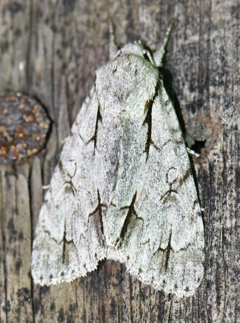 Acronicta cuspis/tridens/psi