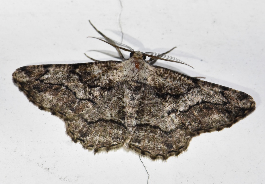 Synopsia sociaria - ürömaraszoló