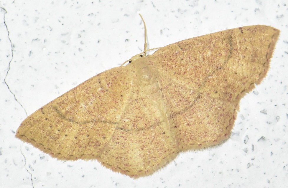 Cyclophora ruficiliaria - vörösrojtú pettyesaraszoló