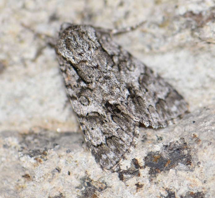 Acronicta auricoma - aranyos szigonyosbagoly