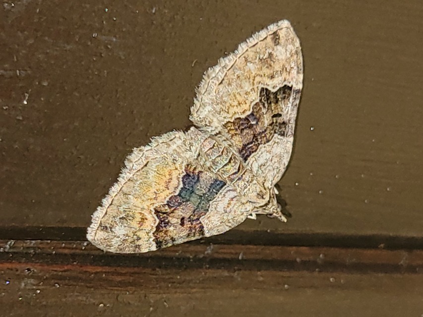 Xanthorhoe quadrifasiata - négysávos tarkaaraszoló