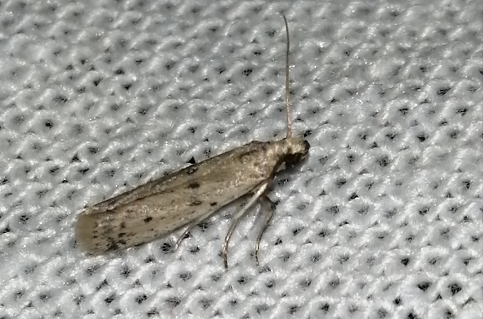 Homoeosoma nebulella - napraforgómoly