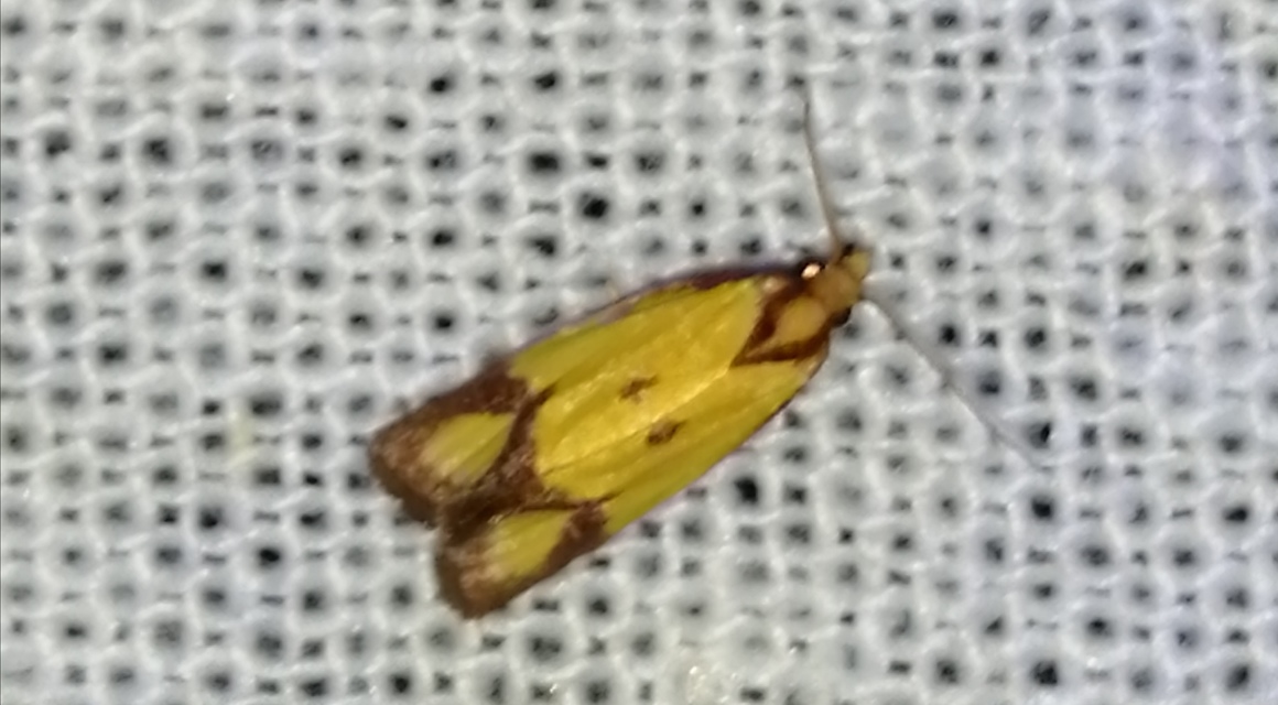 Agapeta zoegana - barnacsíkos sárgamoly