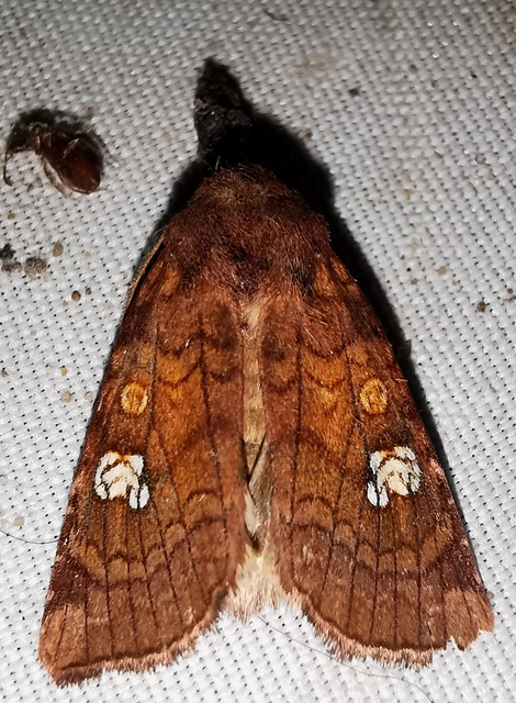Amphipoea oculea - nagyfoltú lápibagoly