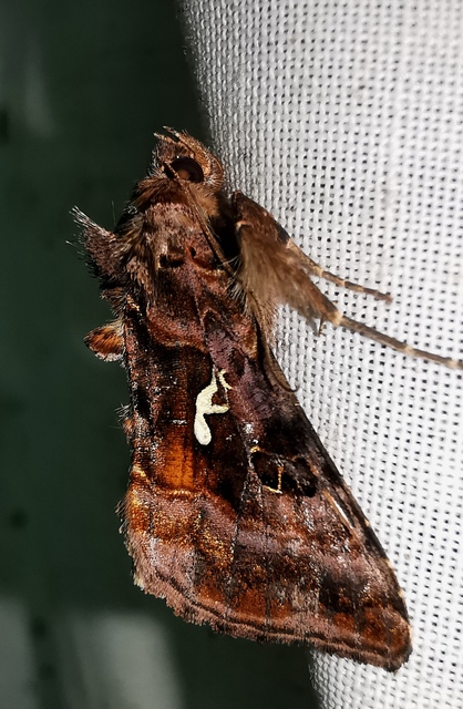 Autographa pulchrina - sötét aranybagoly Autographa pulchrina - sötét aranybagoly